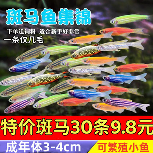小型热带鱼观赏鱼红绿灯科鱼群游红蓝荧光斑马鱼冷水鱼新手练手鱼