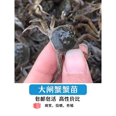 淡水蟹苗观赏小螃蟹河蟹狗头河豚乌龟宠物蟹深水蟹活体爬宠迷你蟹
