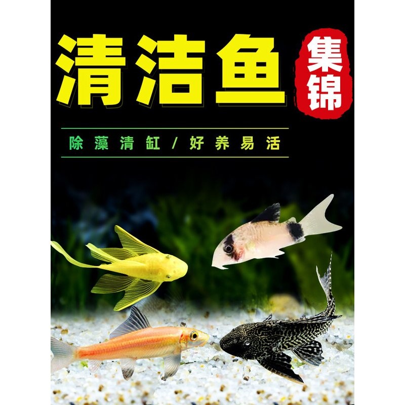 观赏鱼清道夫金苔鼠清洁工除藻工具鱼底栖鼠鱼淡水吃垃圾鱼孔雀鱼