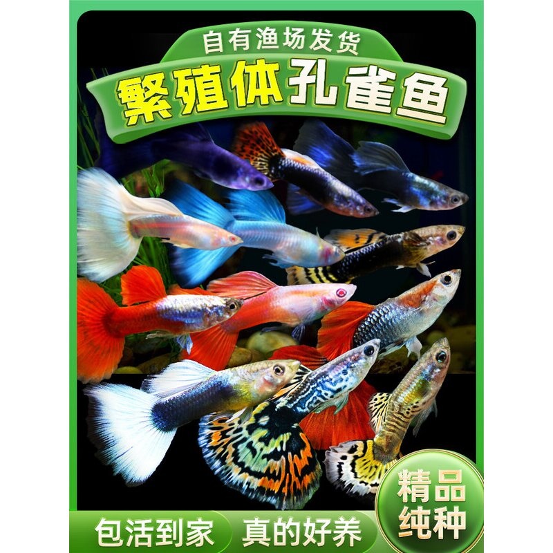 热带鱼小型观赏鱼孔雀鱼凤尾鱼活鱼精品美国全红缎带胎生鱼易繁殖