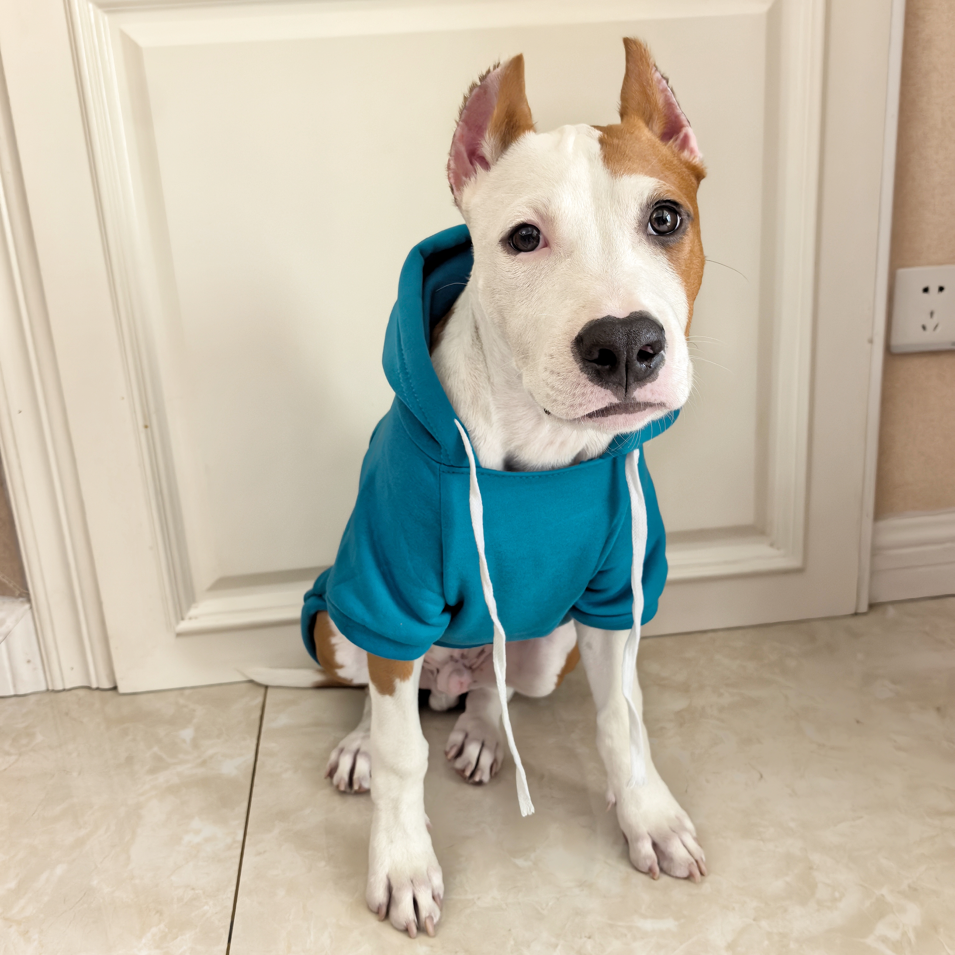 多色加绒连帽卫衣宠物小中大狗衣服牛头梗斯塔福恶霸拉布拉多边牧