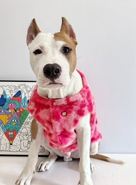 苹果毛绒加厚马甲小中大型犬衣服牛头梗斯塔福恶霸边牧金毛杜宾