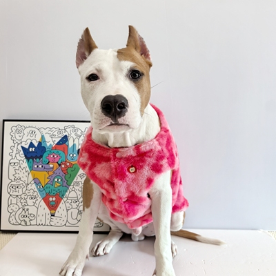 苹果毛绒加厚马甲小中大型犬衣服