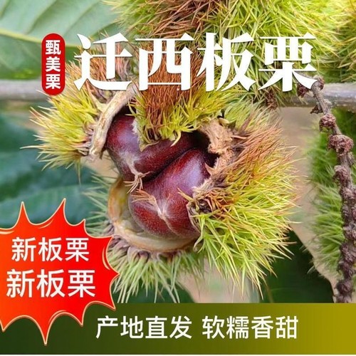 正宗迁西生板栗鲜板栗