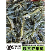 除藻虾活体草缸工具虾清洁虾苗樱花藻虾迷你宠物淡水观赏虾黑壳虾