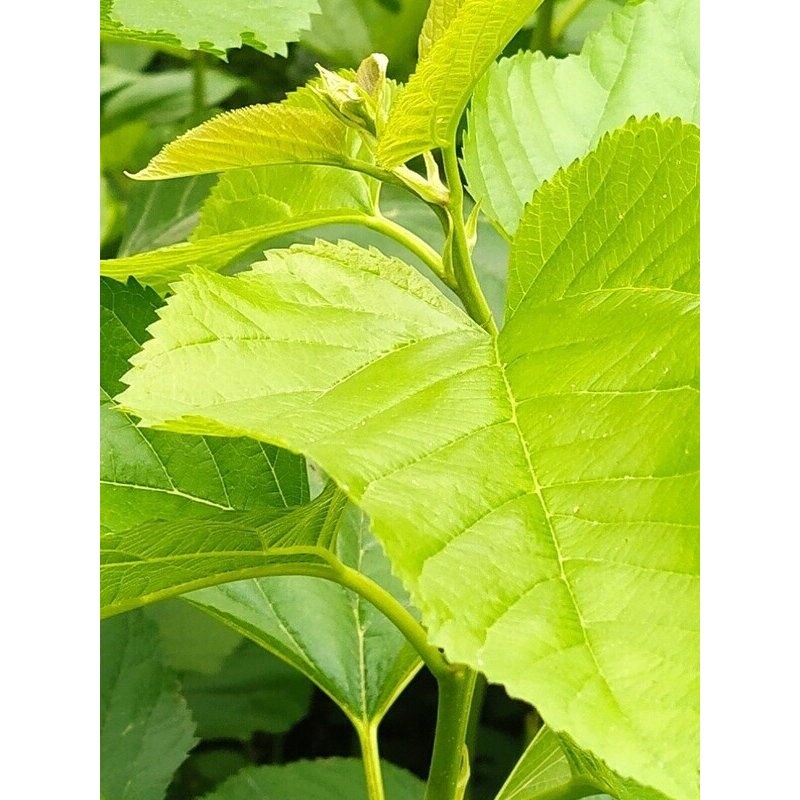 北京新鲜嫩桑叶现摘喂蚕叶蚕宝宝学生养蚕专用桑树叶小蚕饲料顺丰