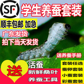 蚕宝宝活体幼虫蚕子蚕卵蚕种嫩桑叶新鲜春蚕彩色白色学生养蚕套装