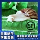 白玉蜗牛活体宠物学生科学实验观察蜗牛巨型蜗牛美容养颜顺丰包活