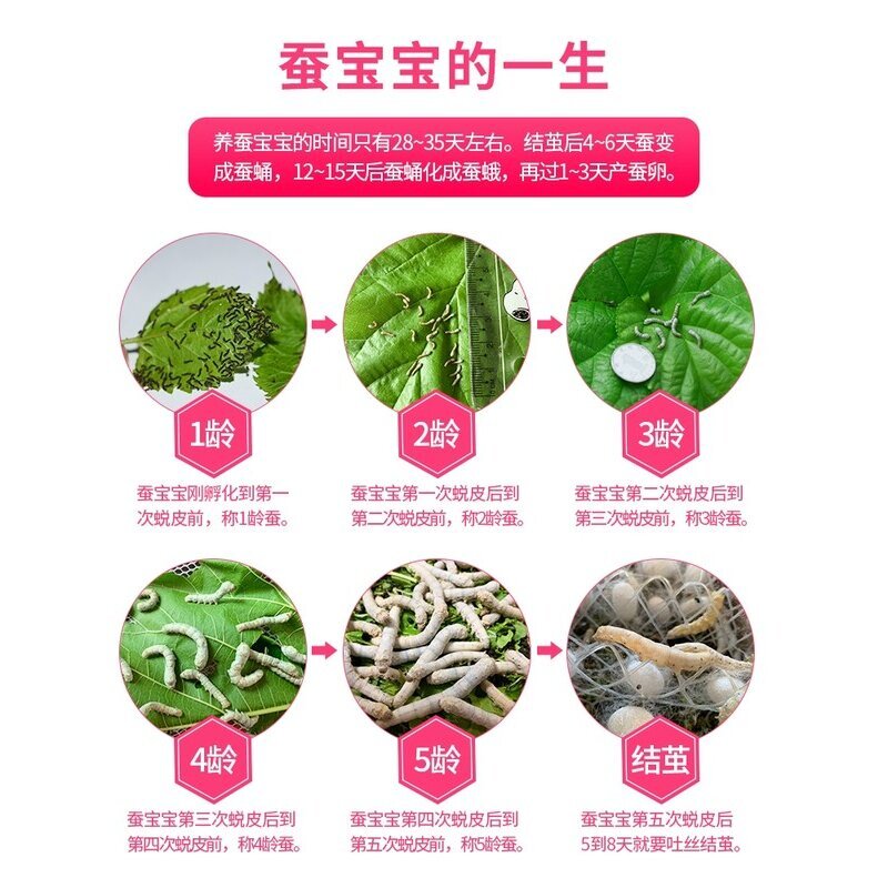 七彩蚕宝宝套装金丝蚕卵新鲜桑叶幼虫活体白色饲料养蚕彩色蚕