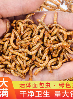 面包虫活虫黄粉虫活体金龙鱼乌龟仓鼠大麦虫画眉鸟食八哥幼虫钓鱼