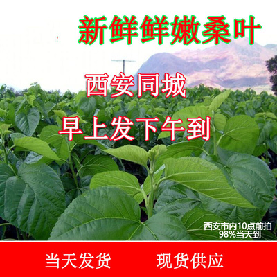 现摘新鲜桑叶嫩蚕叶大小蚕宝宝食西安同城早上11点前拍当日达包邮