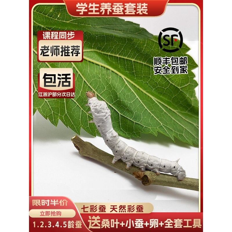 蚕宝宝活物学生养蚕套装春蚕卵新鲜桑叶活体蚕彩色巨型大蚕太空仓
