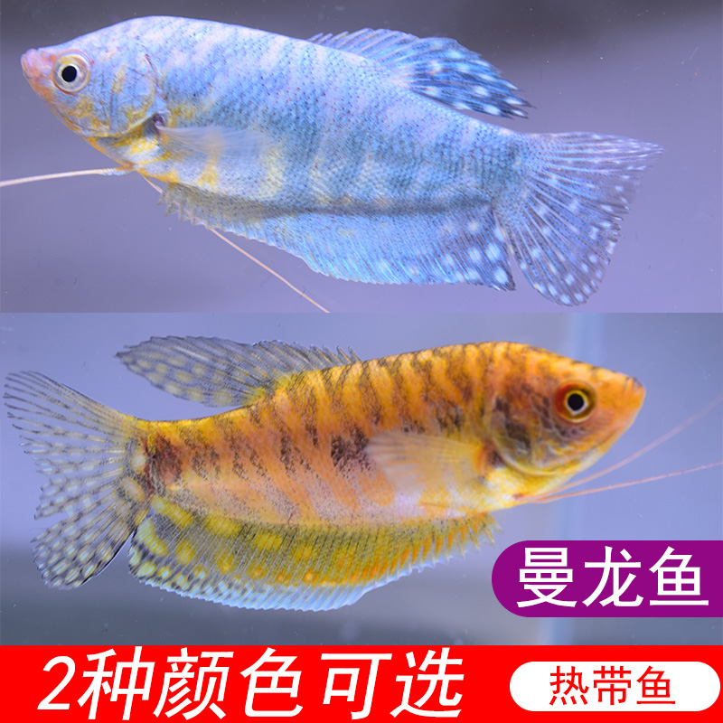 蓝曼龙黄曼龙珍珠马甲鱼五彩丽丽鱼中小型热带淡水观赏鱼好养活体