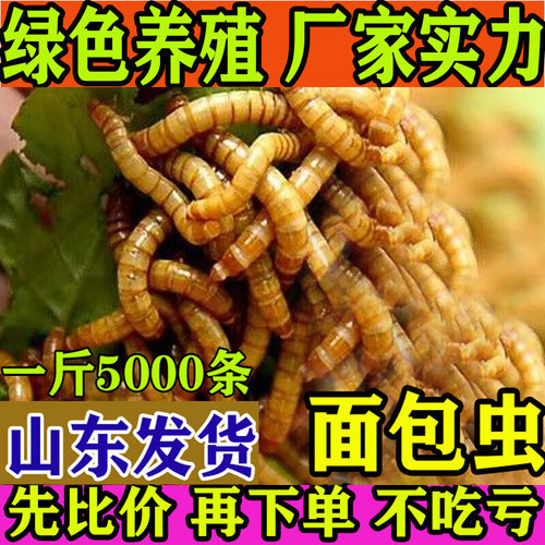 面包虫活体 黄粉虫活虫 鹦鹉鱼 金龙鱼 乌龟 画眉鸟石蛙饲料包邮