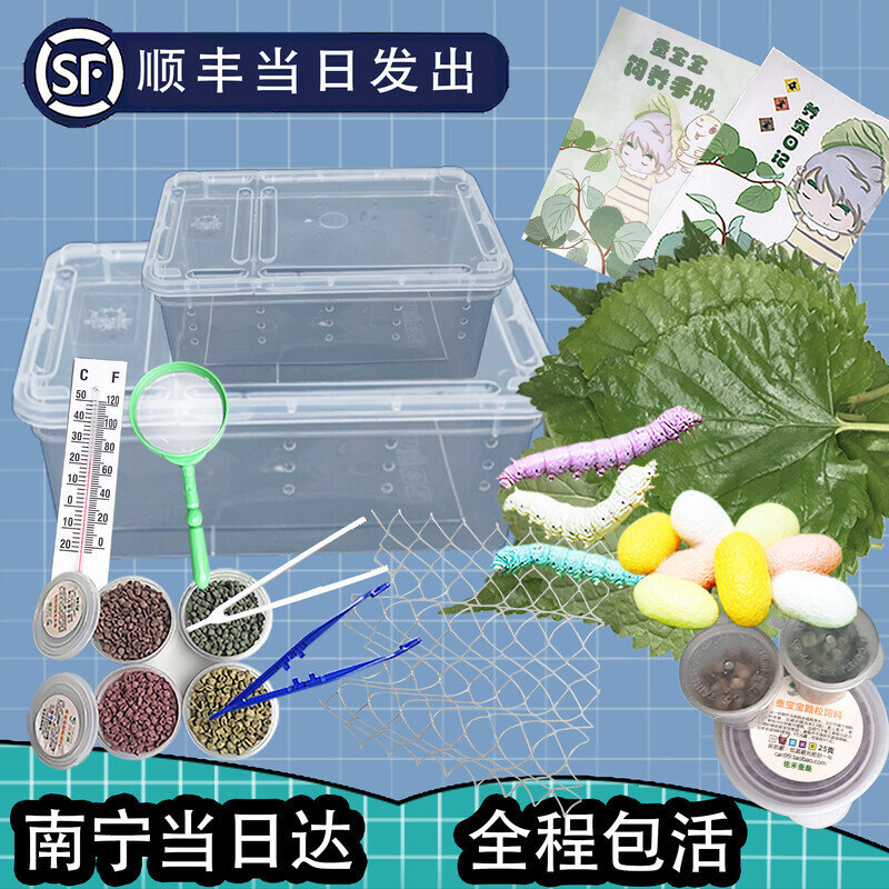 蚕宝宝套装金丝彩色小蚕卵蚕籽春蚕1龄234龄学生科普宠物广西桑叶