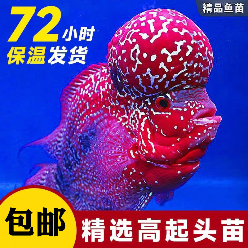 罗汉鱼活体泰国进口起头鸿运金花帝王火凤亚成热带观赏鱼苗好养