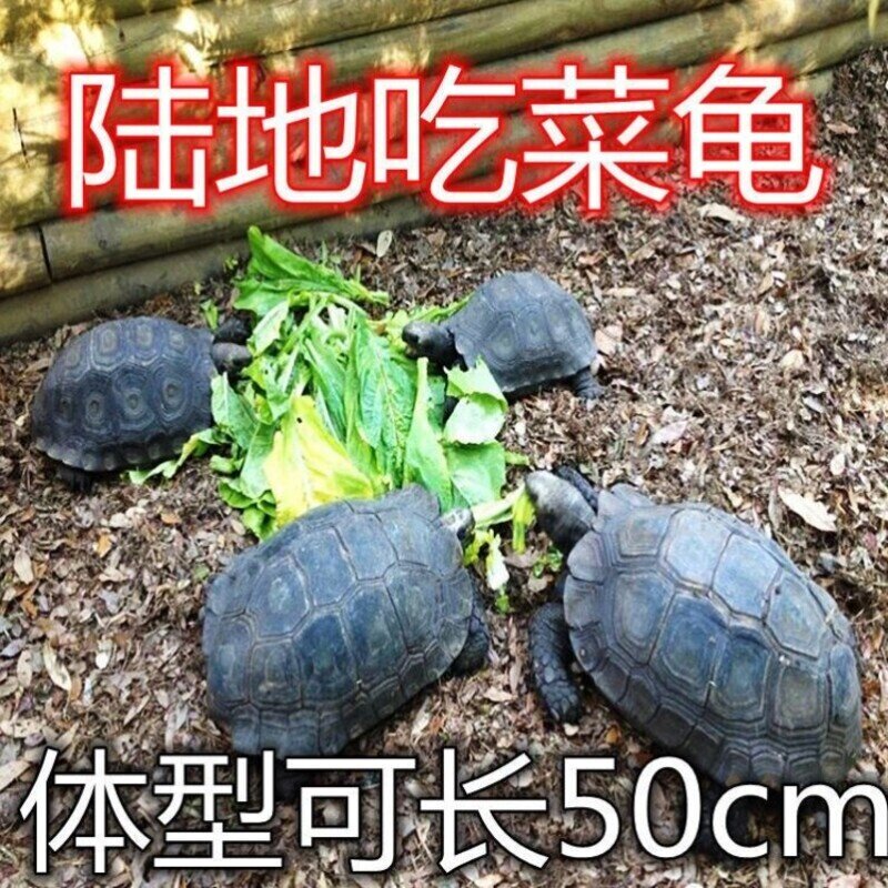 亚巨乌龟陆地巨型吃菜龟活体宠物小乌龟特大下蛋龟生蛋龟乌龟蛋