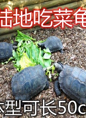 亚巨乌龟陆地巨型吃菜龟活体宠物小乌龟特大下蛋龟生蛋龟乌龟蛋