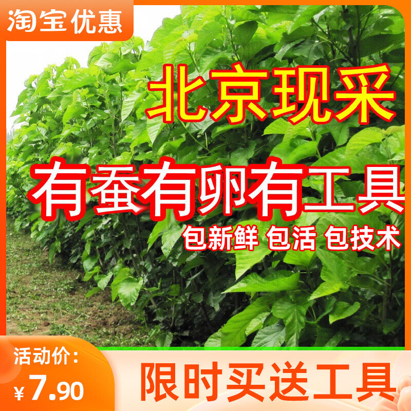 桑叶新鲜嫩桑叶活体彩蚕宝宝饲料桑树叶现摘桑叶学生养蚕套装包邮