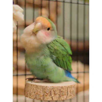 限量手养牡丹鹦鹉活鸟雏鸟高纯紫罗兰幼小鸟会说话宠物亲人好喂养