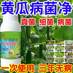黄瓜病菌净白粉病灰霉病锈病绿植花卉果树蔬菜病害清一喷清杀菌剂