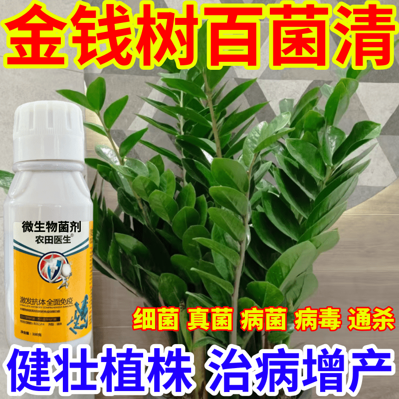 金钱树百菌清毒菌病微生物菌剂农田医生果树蔬菜花卉霜霉病炭疽病