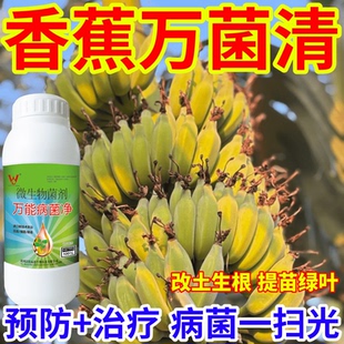 香蕉萬菌清真菌細菌病毒病早晚疫病霜霉病白粉病灰霉病稻瘟病銹病