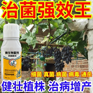 治菌强效王毒菌病微生物菌剂农田医生果树蔬菜花卉霜霉病炭疽病