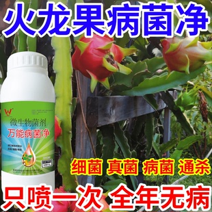 火龙果病菌净树蔬菜花卉稻瘟病病毒白粉病灰霉病锈病病害清一喷清