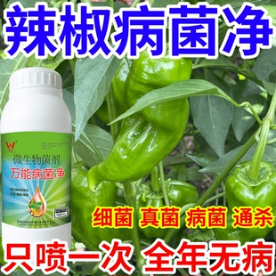 辣椒病菌净果树蔬菜花卉稻瘟病病毒白粉病灰霉病锈病病害清一喷清