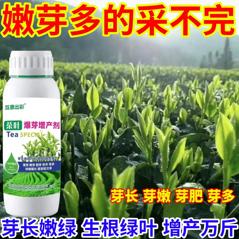 嫩芽多的采不完树专用肥茶叶催芽剂芽长嫩绿抗寒提前出芽芽多壮