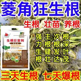 菱角狂生根根深叶茂主根健株次根发达果树蔬菜花卉爆根生根壮苗剂