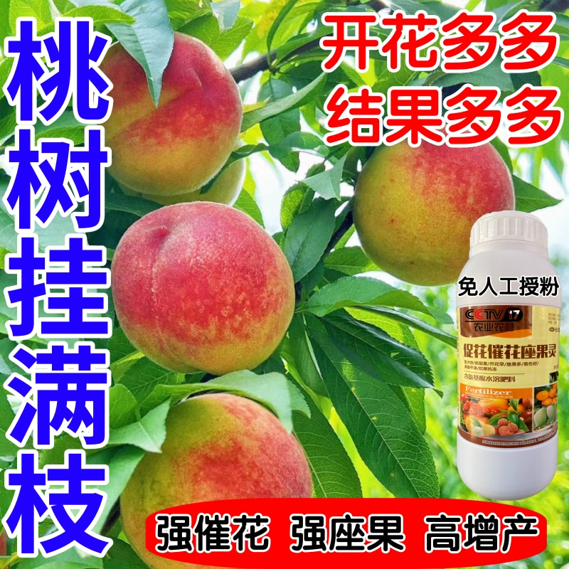 桃树挂满枝催花促花座果提高座果率保花座果灵调花素多果叶面肥料