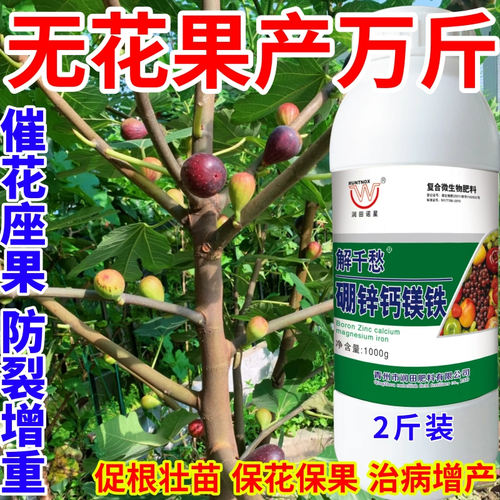 无花果产万斤镁硼锌铁绿叶靓果膨果多果美果提质丰产促花促果作物