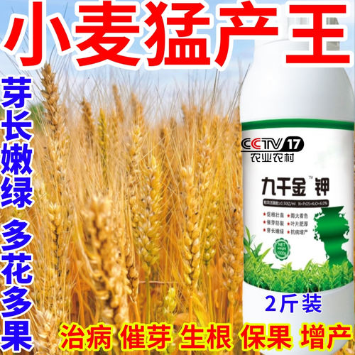 小麦猛产王芽长嫩绿抗寒抗冻芽多芽绿九千金钾茶叶催芽旺叶面肥