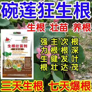 碗莲狂生根根深叶茂主根健株次根发达果树蔬菜花卉爆根生根壮苗剂