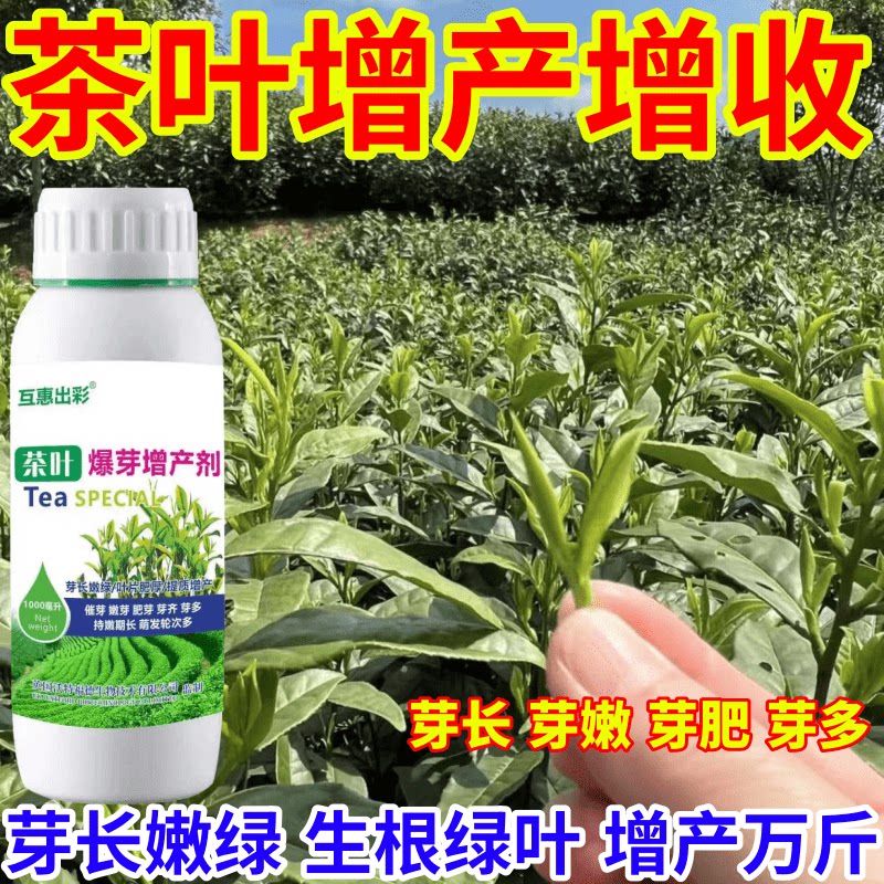 茶叶增产增收茶树专用肥茶叶催芽剂芽长嫩绿抗寒提前出芽芽多壮