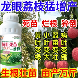 龙眼荔枝猛增产根腐弱苗枯萎黄叶死苗一喷就绿果树蔬菜花卉叶面肥