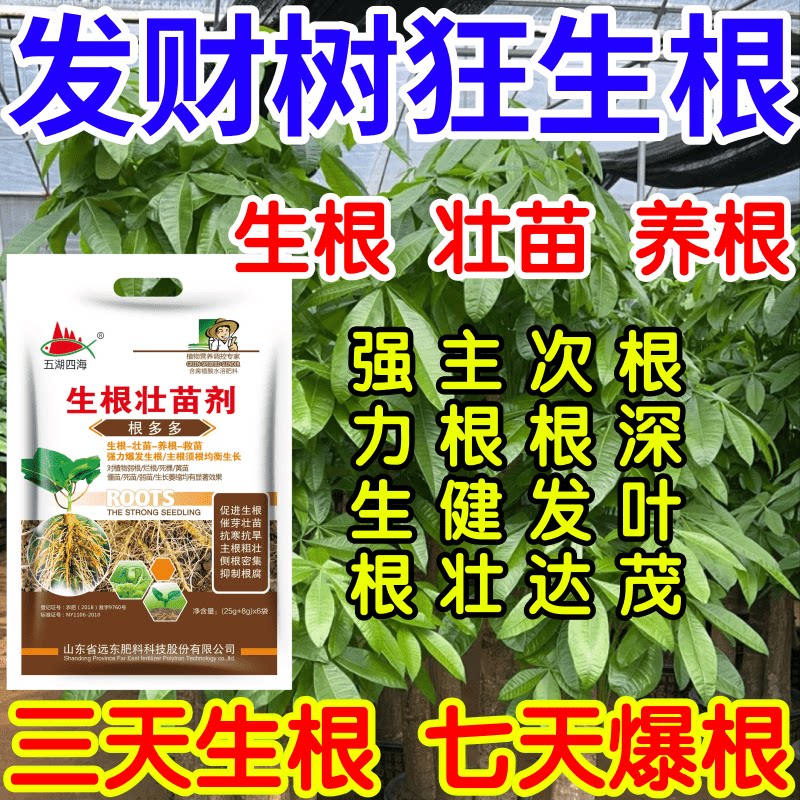 发财树狂生根深叶茂主根健株次根发达果树蔬菜花卉爆根生根壮苗剂