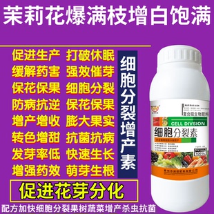 茉莉花爆满枝增白饱满素花芽分化增产增收植物作物果树快速生长素