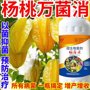 楊桃萬菌消樹蔬菜花卉抗重茬防治銹病炭疽病葉斑病霜霉病葉斑病