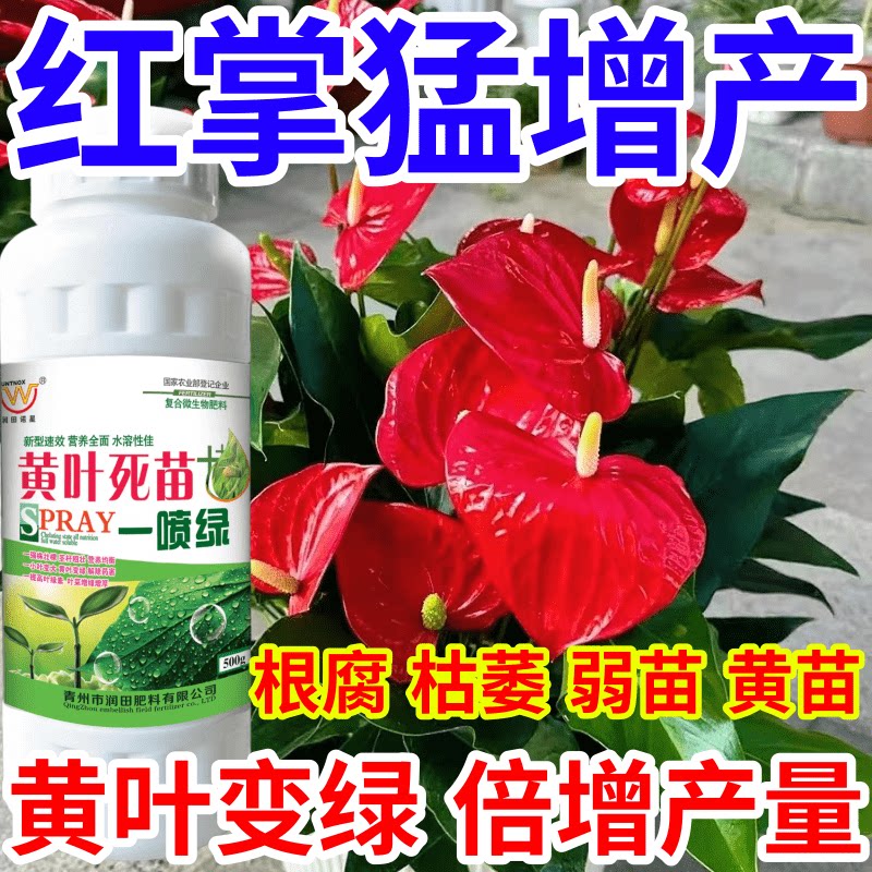红掌猛增产黄叶死苗一喷绿猝倒根腐弱苗黄苗枯萎一喷复活倍增产量