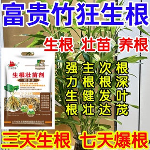 富贵竹狂生根深叶茂主根健株次根发达果树蔬菜花卉爆根生根壮苗剂