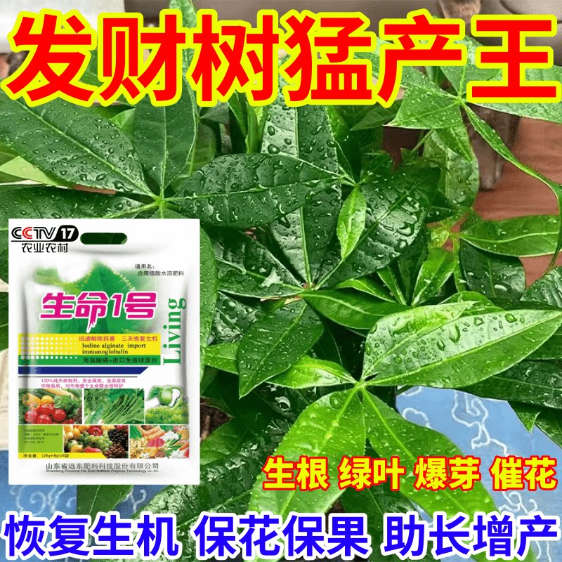 发财树猛产王矮化枯萎烂根一喷复活果树蔬菜叶面肥水溶肥有机肥料