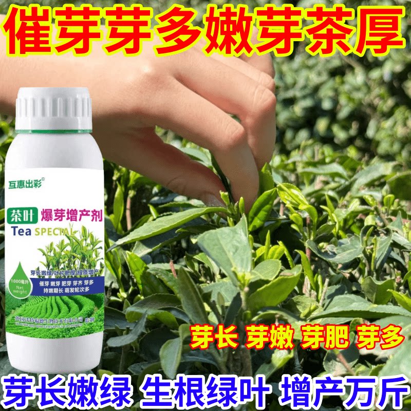 催芽芽多嫩芽茶厚用肥茶叶催芽剂芽长嫩绿抗寒提前出芽芽多壮