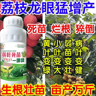荔枝龙眼猛增产根腐弱苗枯萎黄叶死苗一喷就绿果树蔬菜花卉叶面肥