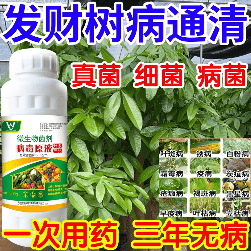 发财树病通清星病立枯病疫病锈病果树蔬菜花卉生根壮苗增产杀菌剂