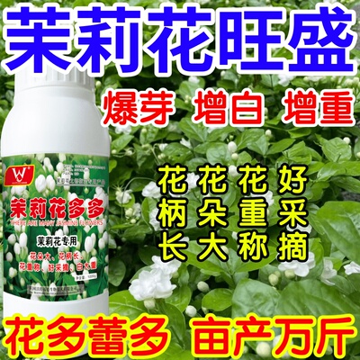 茉莉花旺盛催芽爆芽花朵多花苞大延长花期增重花柄长好采摘产万斤