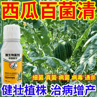 西瓜百菌清病毒菌病微生物菌劑農(nóng)田醫(yī)生果樹蔬菜花卉霜霉病炭疽病