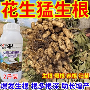 花生猛生根生根壮苗剂速效生根液大树移植苗木扦插果树蔬菜生根剂